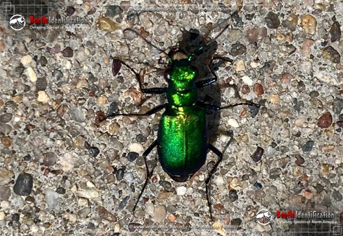 Thumbnail image #5 of the Six-spotted Tiger Beetle