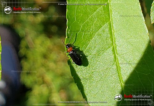 Thumbnail image #2 of the Soldier Beetle - <em>Silis spp.</em>