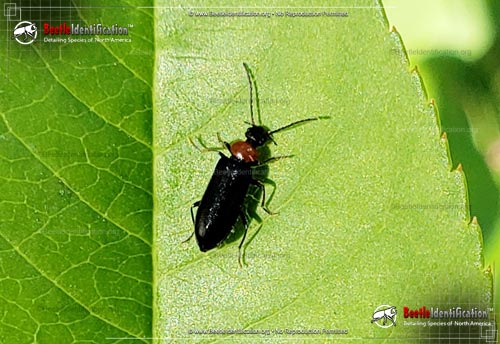 Thumbnail image #3 of the Soldier Beetle - <em>Silis spp.</em>