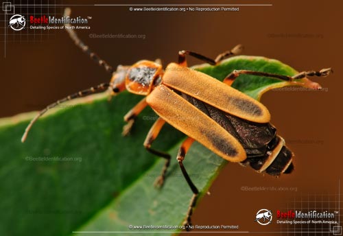 Thumbnail image #5 of the Soldier Beetle