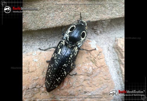 Thumbnail image #1 of the Southwestern Eyed Click Beetle