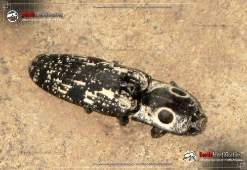 Thumbnail image #2 of the Southwestern Eyed Click Beetle