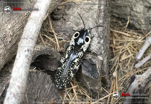 Thumbnail image #3 of the Southwestern Eyed Click Beetle