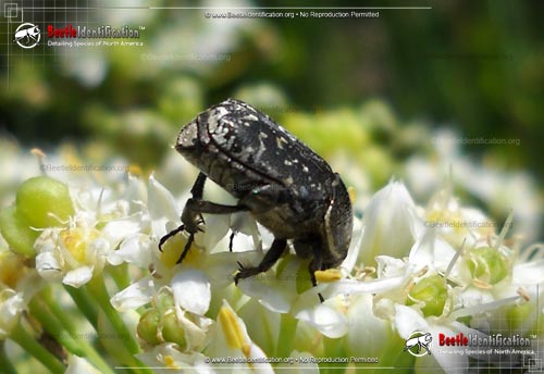 Thumbnail image #1 of the Spangled Flower Beetle