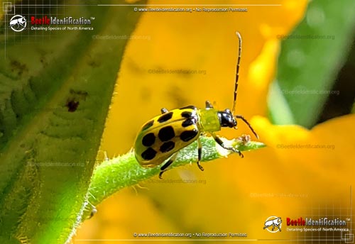 Thumbnail image #1 of the Spotted Cucumber Beetle