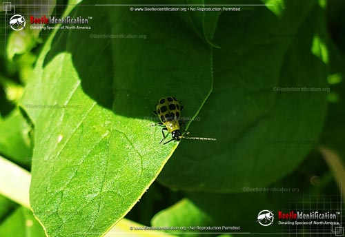 Thumbnail image #2 of the Spotted Cucumber Beetle