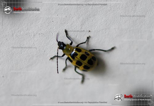Thumbnail image #4 of the Spotted Cucumber Beetle