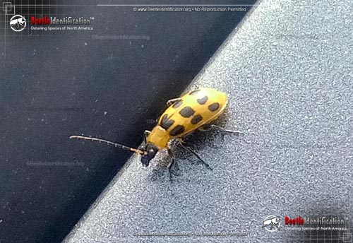Thumbnail image #5 of the Spotted Cucumber Beetle