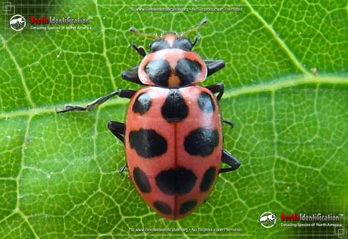 Thumbnail image #1 of the Spotted Pink Lady Beetle