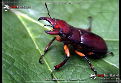 Thumbnail image #1 of the Stag Beetle - Lucanus capreolus