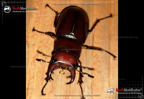 Thumbnail image #5 of the Stag Beetle - Lucanus capreolus