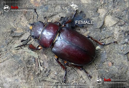 Thumbnail image #2 of the Stag Beetle - Lucanus capreolus