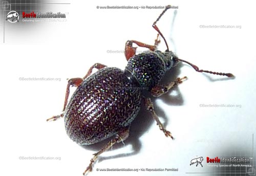 Thumbnail image #1 of the Strawberry Root Weevil