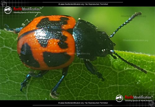 Thumbnail image #1 of the Swamp Milkweed Leaf Beetle