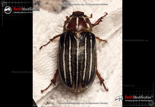 Thumbnail image #2 of the Ten-lined June Beetle