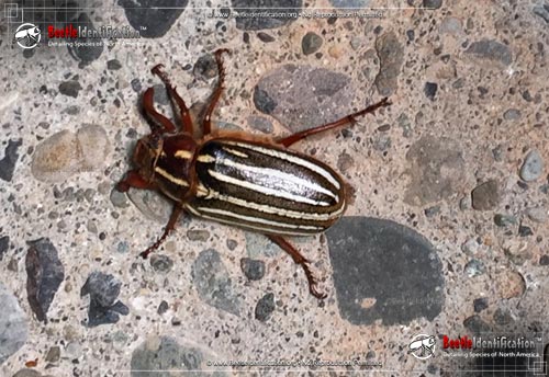 Thumbnail image #3 of the Ten-lined June Beetle