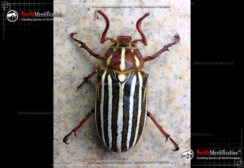 Thumbnail image #1 of the Ten-lined June Beetle