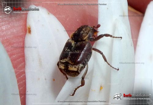 Thumbnail image #1 of the Three-lined Hoplia Beetle