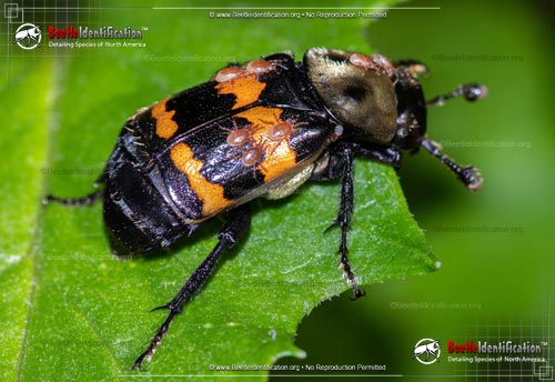 Thumbnail image #2 of the Tormentose Burying Beetle