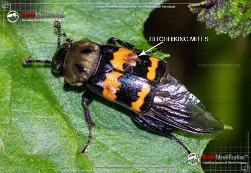Thumbnail image #1 of the Tormentose Burying Beetle