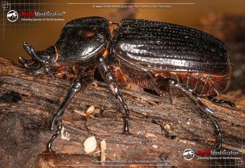 Thumbnail image #1 of the Triceratops Beetle