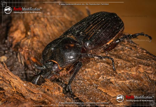 Thumbnail image #2 of the Triceratops Beetle