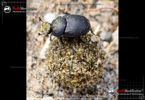 Thumbnail image #2 of the Tumblebug 