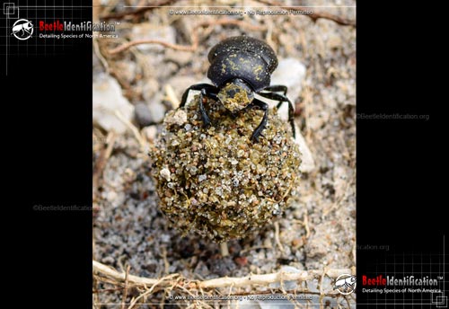 Thumbnail image #3 of the Tumblebug 