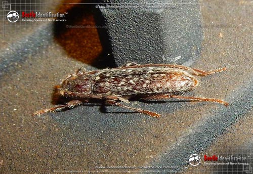 Thumbnail image #1 of the Twig Pruner Beetle