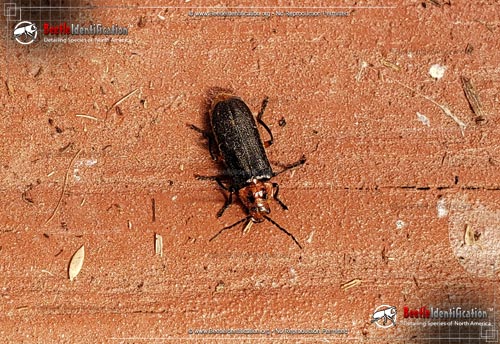 Thumbnail image #1 of the Two-lined Leather-wing Beetle