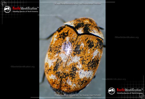 Thumbnail image #1 of the Varied Carpet Beetle
