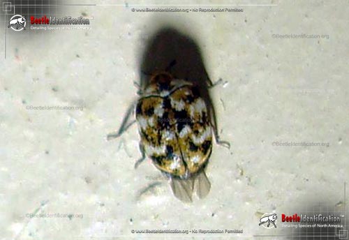Thumbnail image #3 of the Varied Carpet Beetle