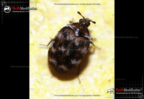 Thumbnail image #2 of the Varied Carpet Beetle