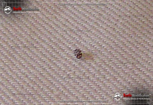 Thumbnail image #4 of the Varied Carpet Beetle
