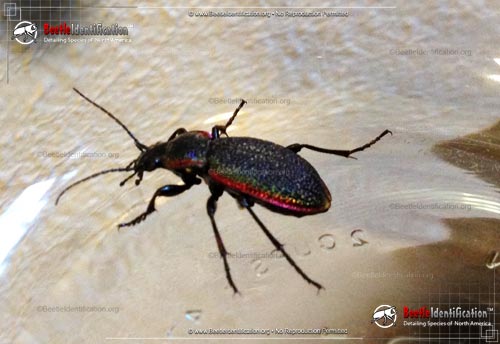 Thumbnail image #2 of the Vietinghoff's Ground Beetle