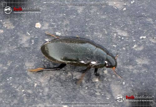 Thumbnail image #2 of the Water Scavenger Beetle