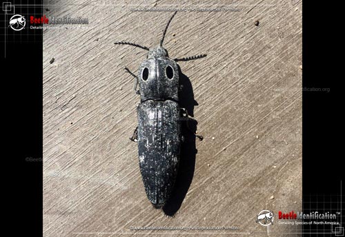 Thumbnail image #1 of the Western Eyed Click Beetle