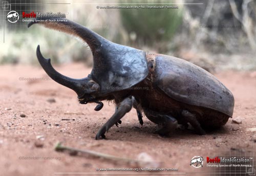 Thumbnail image #1 of the Western Hercules Beetle