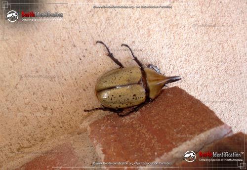 Thumbnail image #2 of the Western Hercules Beetle