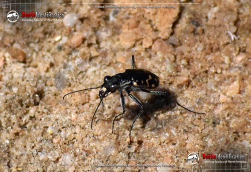 Thumbnail image #1 of the Western Tiger Beetle