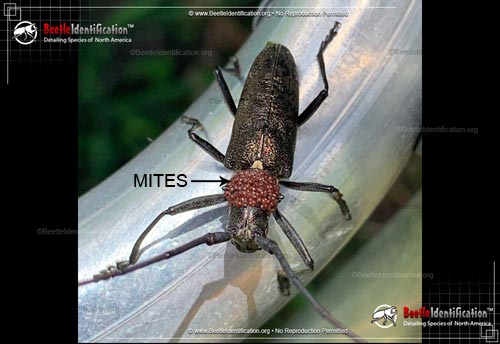 Thumbnail image #5 of the White-spotted Sawyer Beetle