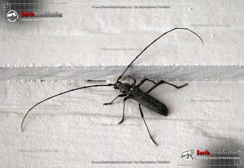 Thumbnail image #2 of the White-spotted Sawyer Beetle