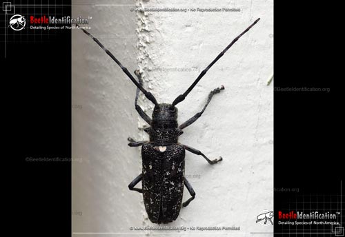 Thumbnail image #1 of the White-spotted Sawyer Beetle