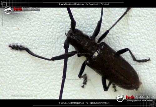 Thumbnail image #4 of the White-spotted Sawyer Beetle