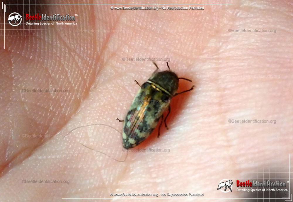 Full-sized image #1 of the Metallic Wood-boring Beetle