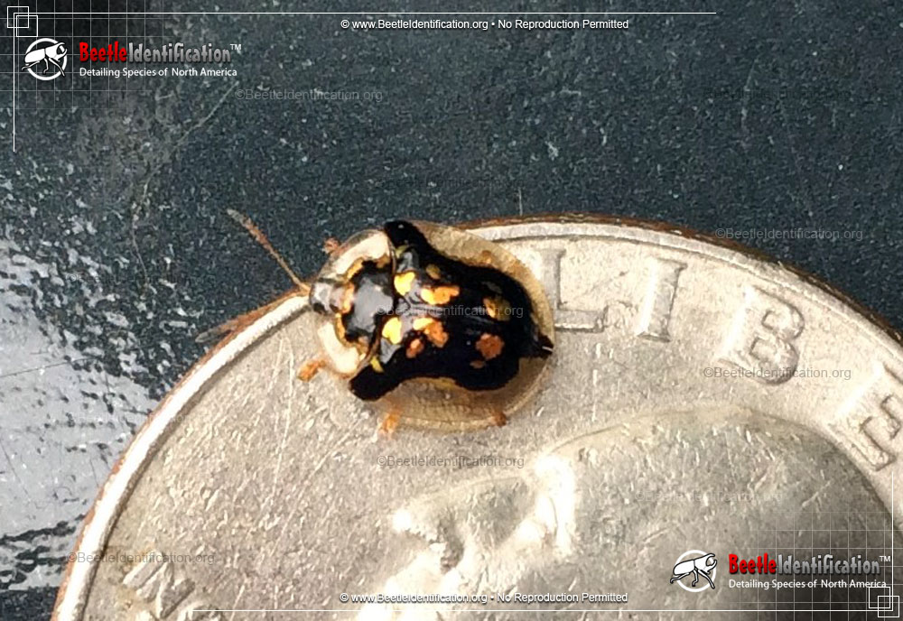 Full-sized image #2 of the Mottled Tortoise Beetle