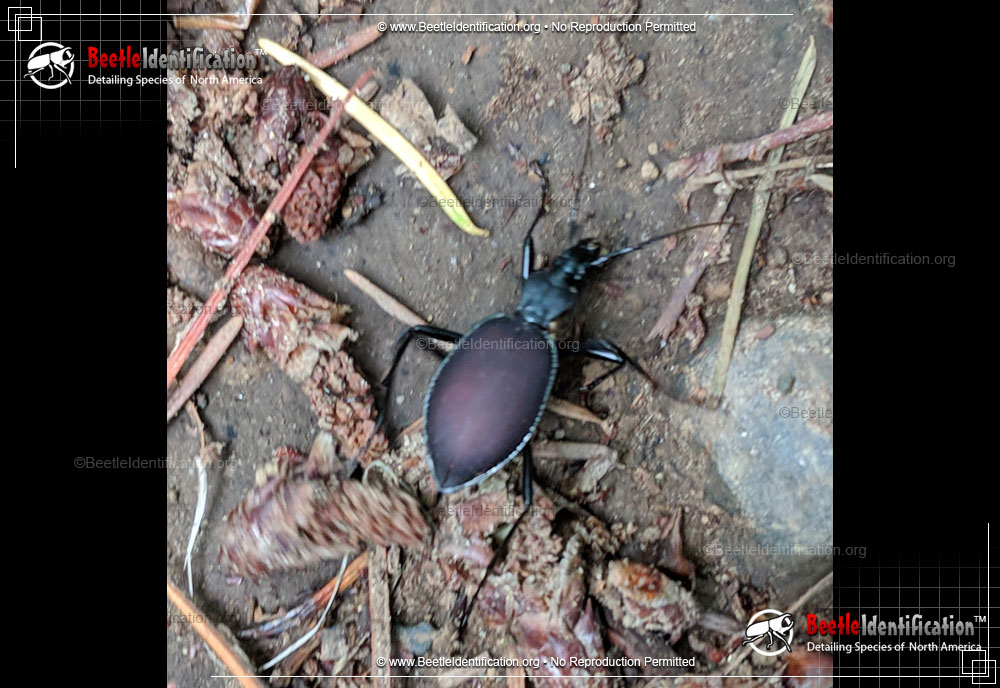Full-sized image #1 of the Narrow-collared Snail-eating Beetle