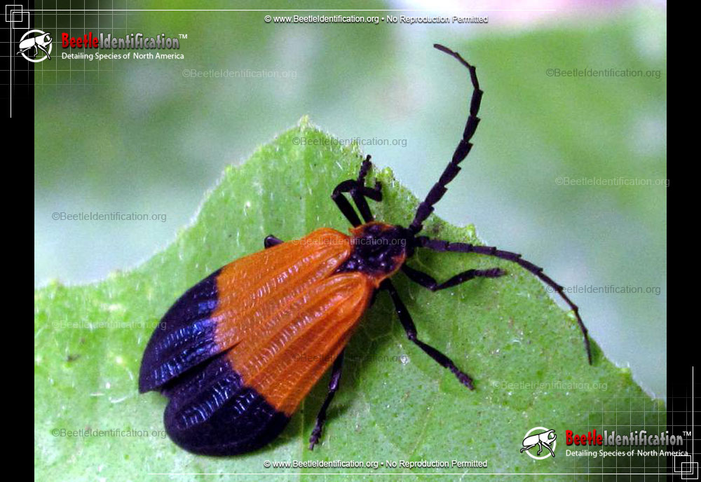 Full-sized image #1 of the Net-winged Beetle
