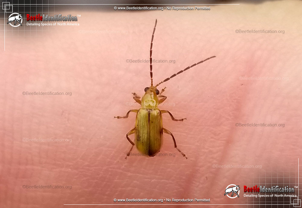 Full-sized image #1 of the Northern Corn Rootworm Beetle