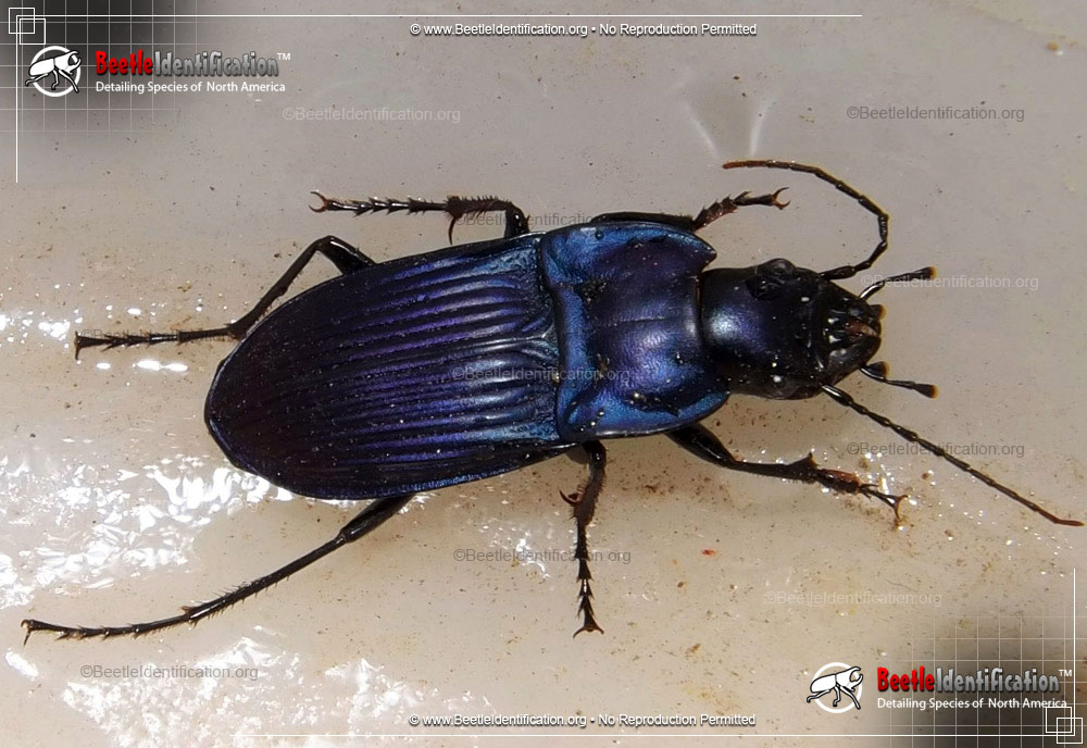 Full-sized image #1 of the Notched-mouth Ground Beetle